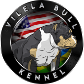 Vilela Bull Kennel